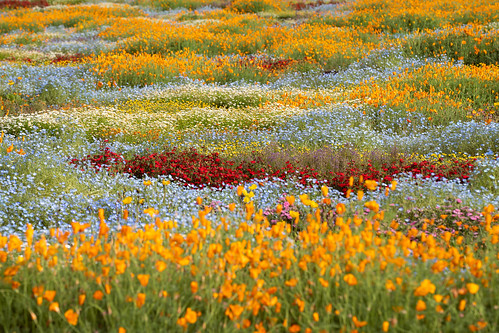 Kuju flower carpet ©  Raita Futo