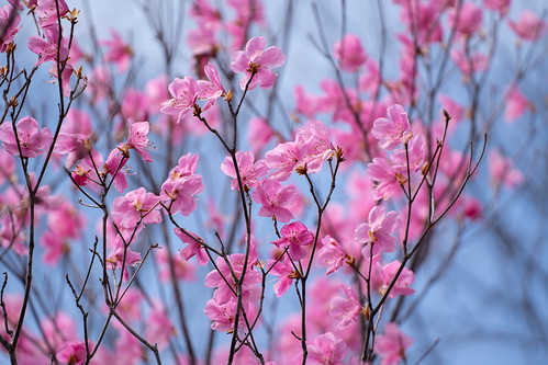 Rhododendron flowers ©  Raita Futo