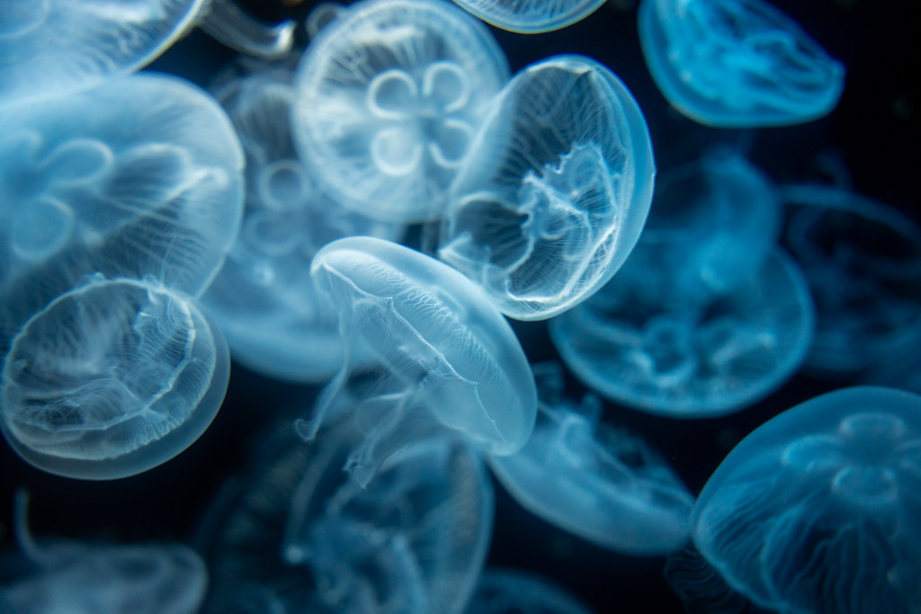 : Kagoshima Aquarium Jellyfish