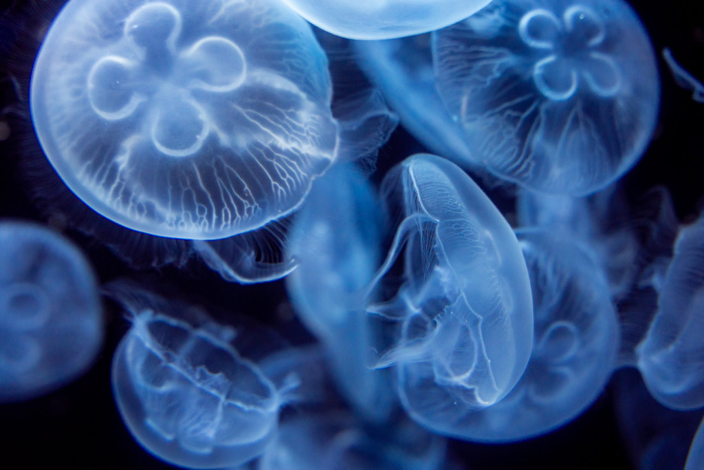 : Kagoshima Aquarium Jellyfish