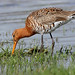 Godwit Country