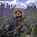 20230719_Monty in the Lavender fields