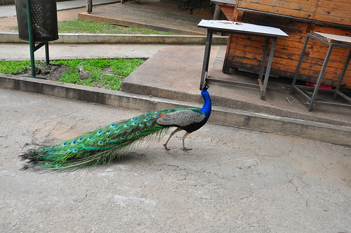 Zoo d'Abidjan ©  abdallahh