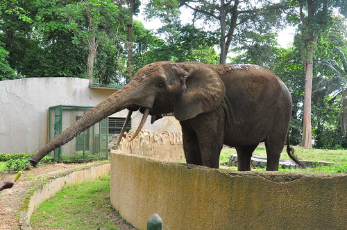 zoo d'Abidjan ©  abdallahh