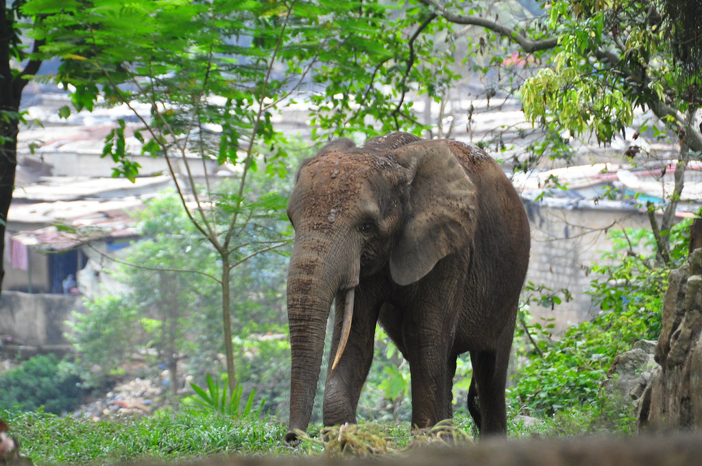 : zoo d'Abidjan