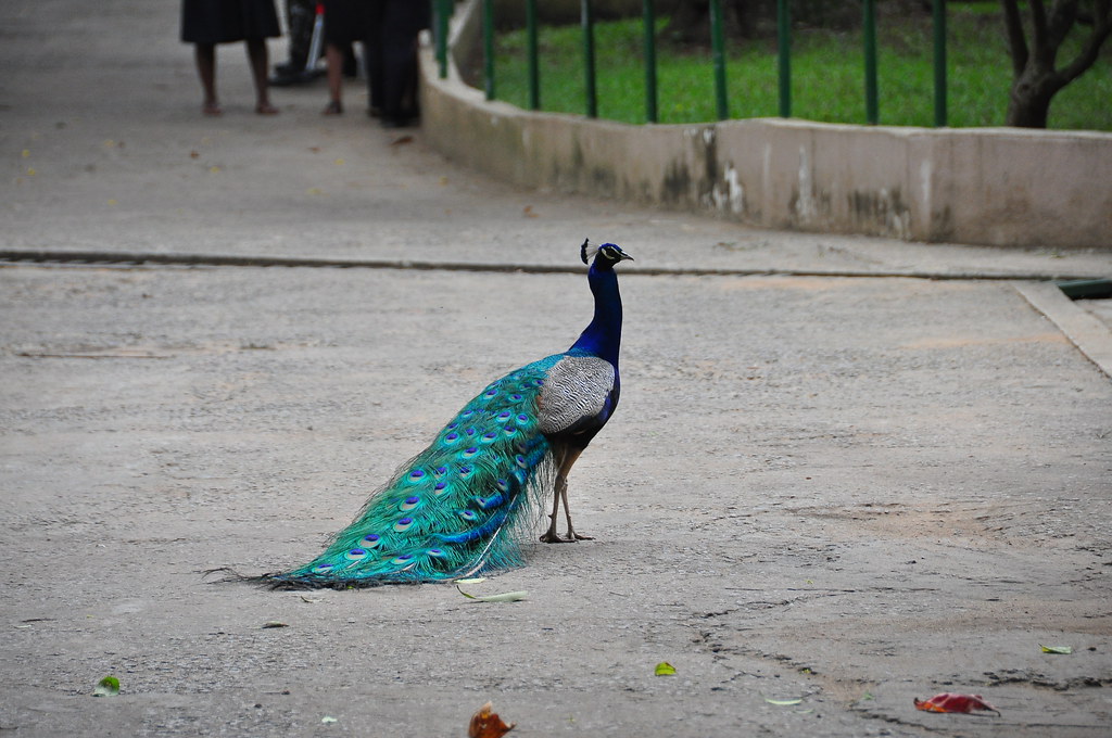 : Zoo d'Abidjan
