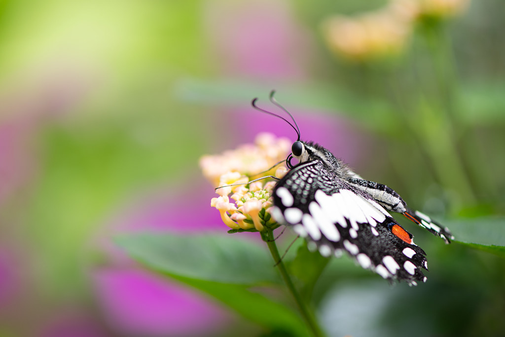 : Schmetterling