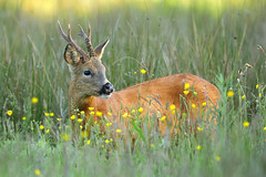Roe Buck in meadow