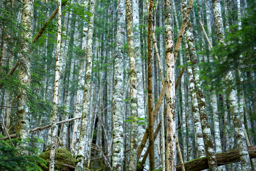 Nagano's White birch forest ©  Raita Futo