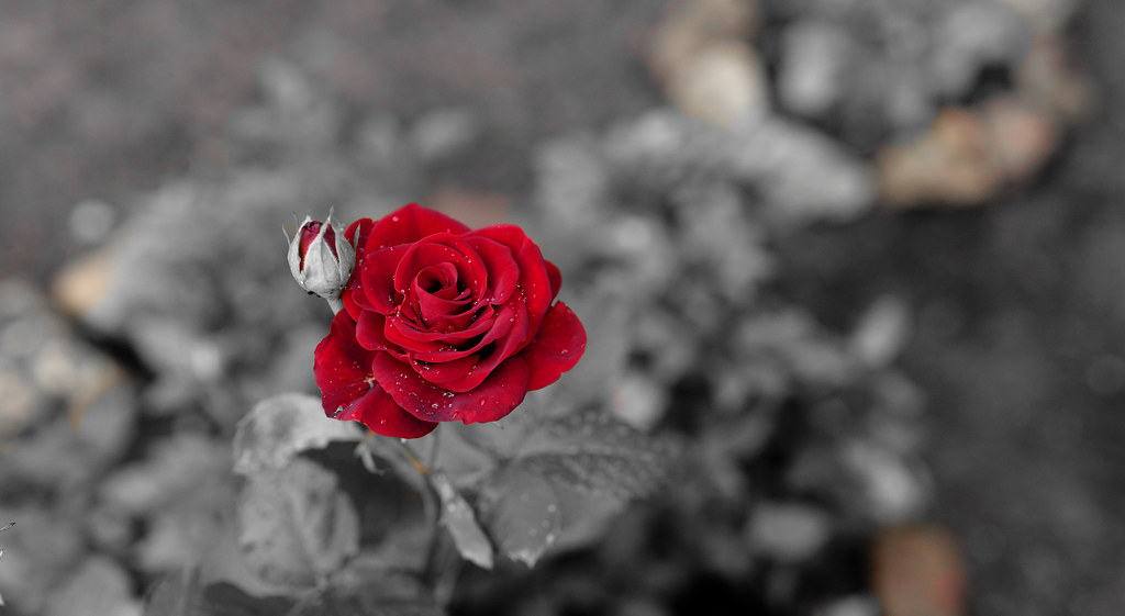 : #Roses