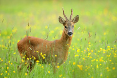 Roe deer in buttercup meadow