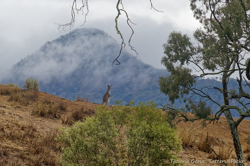 Kangaroo in the mist ©  Tatters 