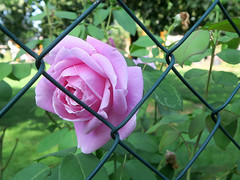 Nachbars Rose