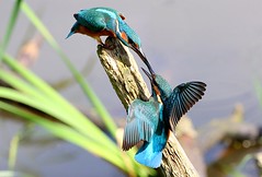 Kingfisher Skirmishes