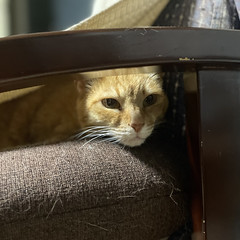 There is a lot of her hair in the living room! So I have to clean more often.  #cat #猫 #ネコ #ねこ #coat #fur #毛 #毛並み #ヒゲ #whiskers #茶トラ #Redtabby   #日本 #Japan #ivvaDOTinfo  https://www.instagram.com/p/CxQUUcVyEb8/
