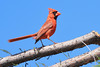 Northern Cardinal. Windsor, Ontario. My first one, a lifer for me.