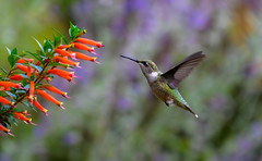 RubyThroated Hummingbird-male