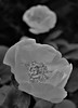 Black & White, Chinese Peony - Chinese Herbaceous Peony - Common Garden Peony (Paeonia Lactiflora)