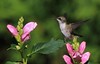 Ruby-throated Hummingbird / Colibri à gorge rubis ( Diane )