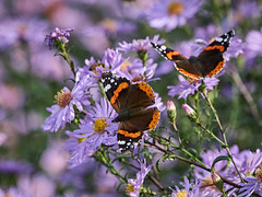 Red Admirals at Chatsworth