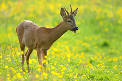Roe deer in buttercup field