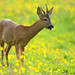 Roe deer in buttercup field