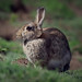 Skomer Rabbit