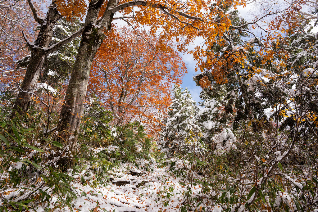 : Autumn and Winter harmony