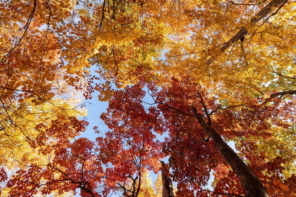 : Autumn in Fukushima mountains