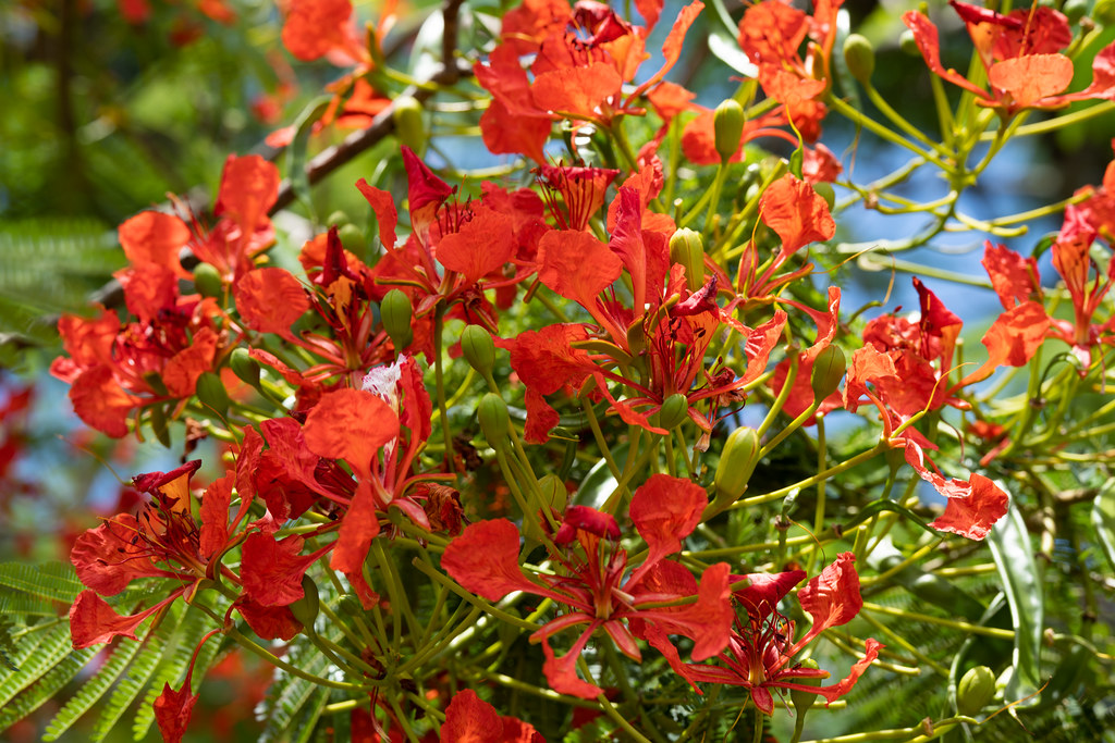 : Royal poinciana flowers