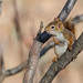 Écureuil roux / American Red Squirrel [Tamiasciurus hudsonicus]