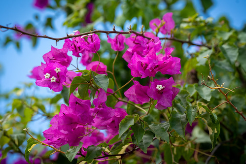 Bougainvillea flowers ©  Raita Futo
