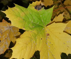 Herbst Farbenspiel -  Blätter