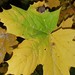Herbst Farbenspiel -  Blätter