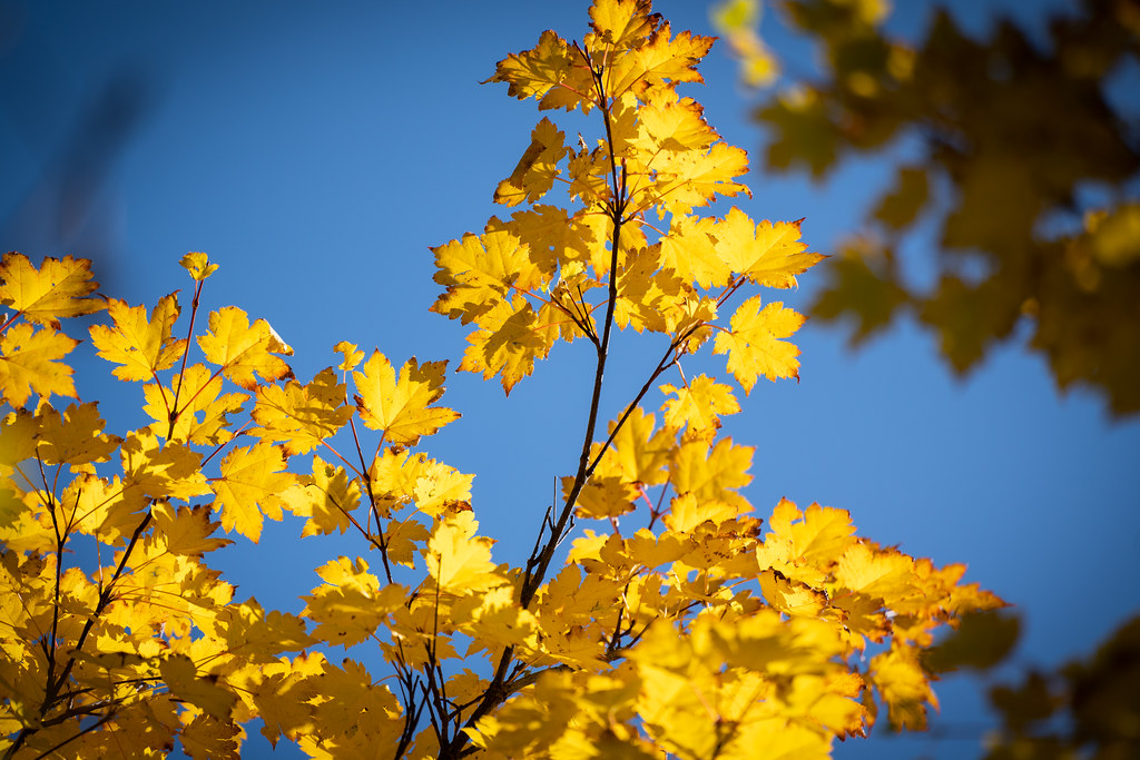 : Yellow autumn leaves