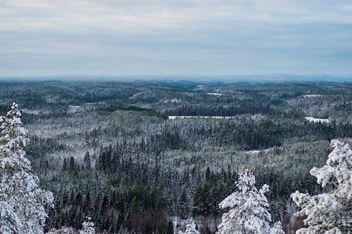 Snowy forest ©  Egor Plenkin