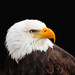 Weiss Kopf See Adler - Haliaeetus leucocephalus - Bald eagle