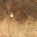 Eastern Bluebirds During Runyon's Visit to Rolling Hills County Park (Ypsilanti, Michigan) - December 20th, 2023 - 354/2023  192/P365Year16  5670/P365all-time – (December 20, 2023)