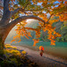 Japan Autumn Dream