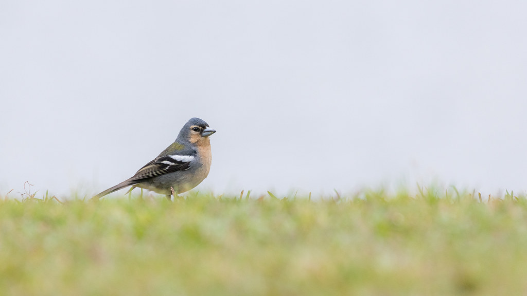 : Azores Chaffinch