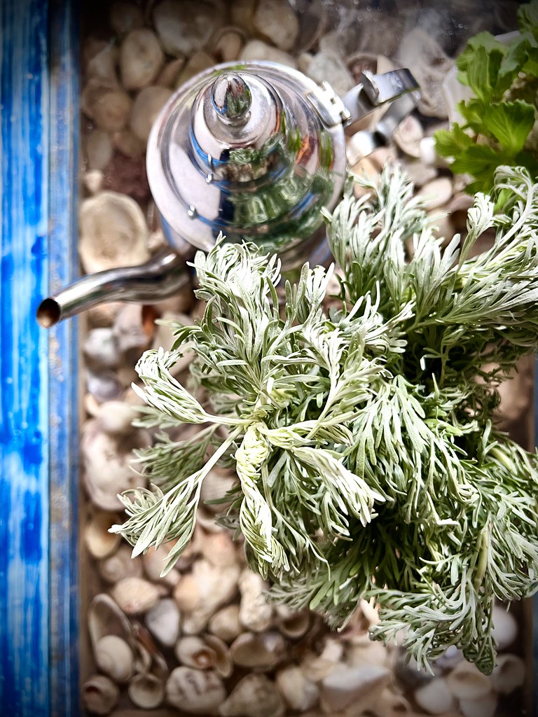 : Artemisia absinthium, Oualidia, Casablanca-Settat region, Morocco 