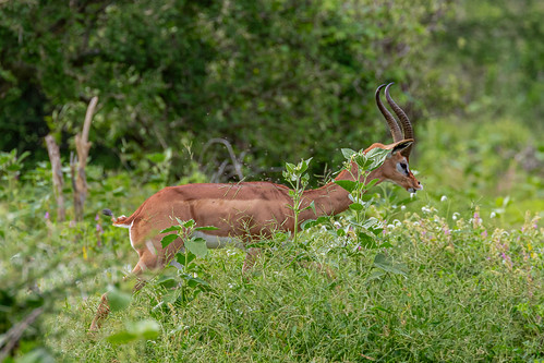 Namunyak Wildlife Conservancy ©  Ninara