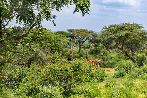 Sarara Camp, Samburu, Kenya ©  Ninara