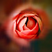 The Center of a Rose in Focus [EXPLORED]