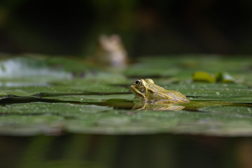 : Frog at Parque Terra Nostra