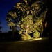 🇵🇾  Lighted tree at night - Nature at night
