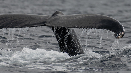 Tail of a Humpback Whale ©  kuhnmi