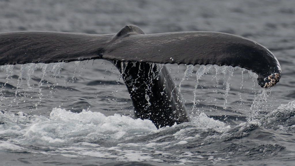 : Tail of a Humpback Whale