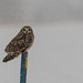 Hibou des marais / Short-Eared Owl [Asio flammeus]