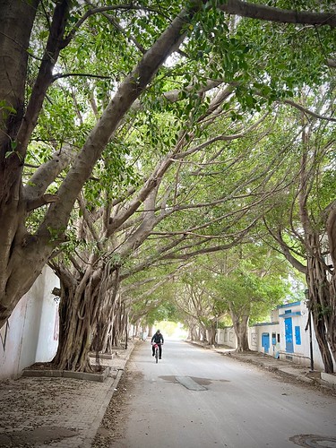 Carthage (municipality), Tunisia  ©  Sharon Hahn Darlin